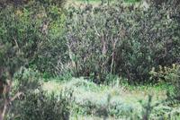 Wo ist der Pumpa? - Nationalpark Torres del Paine - Chile
