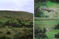 Das Opfer des Pumas - Nationalpark Torres del Paine - Chile