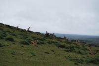 Guanako-Herde - Nationalpark Torres del Paine - Chile