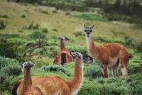 Guanako-Herde - Nationalpark Torres del Paine - Chile