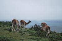 Guanako-Herde - Nationalpark Torres del Paine - Chile
