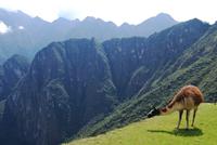 Machu Pichu - Peru