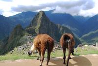 Machu Pichu - Peru