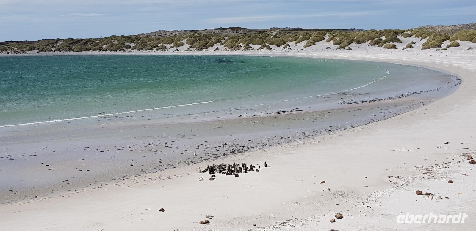 Falkland Inseln - Fahrt zur Gipsy Cove