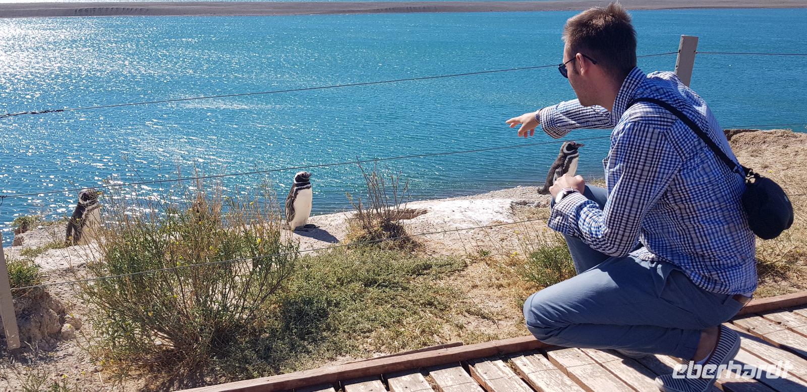 Argentinien - Halbinsel Valdes - Magellan Pinguine & Jacob Spangenberg