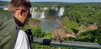 Brasilien - Iguazu Wasserfälle erleben - Nasenbären
