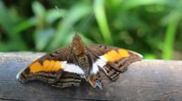 Schmetterling