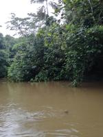 Fahrt auf den Fluss Cuyabeno 