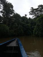 Fahrt auf den Fluss Cuyabeno 