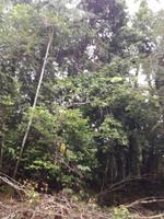 Fahrt auf den Fluss Cuyabeno 