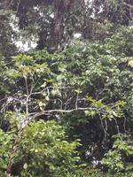 Fahrt auf den Fluss Cuyabeno 