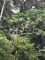 Fahrt auf den Fluss Cuyabeno 