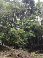 Fahrt auf den Fluss Cuyabeno 