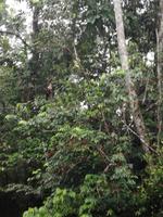 Fahrt auf den Fluss Cuyabeno 