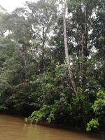 Fahrt auf den Fluss Cuyabeno 