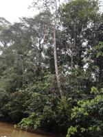 Fahrt auf den Fluss Cuyabeno 