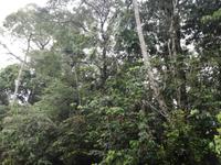 Fahrt auf den Fluss Cuyabeno 