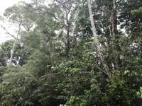 Fahrt auf den Fluss Cuyabeno 