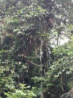 Fahrt auf den Fluss Cuyabeno 