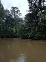 Fahrt auf den Fluss Cuyabeno 