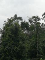 Fahrt auf den Fluss Cuyabeno 