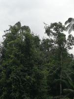 Fahrt auf den Fluss Cuyabeno 