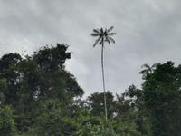 Fahrt auf den Fluss Cuyabeno 