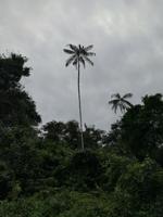 Fahrt auf den Fluss Cuyabeno 