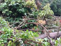 Fahrt auf den Fluss Cuyabeno 