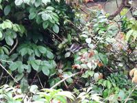 Fahrt auf den Fluss Cuyabeno 