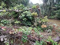 Fahrt auf den Fluss Cuyabeno 