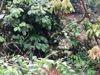 Fahrt auf den Fluss Cuyabeno 