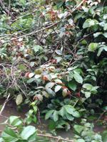 Fahrt auf den Fluss Cuyabeno 