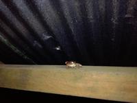 Tapir Lodge im Cuyabeno Reservat