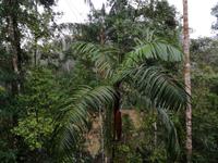 Tapir Lodge im Cuyabeno Reservat