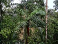 Tapir Lodge im Cuyabeno Reservat