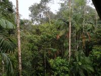 Tapir Lodge im Cuyabeno Reservat