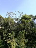 Fahrt auf den Fluss Cuyabeno 