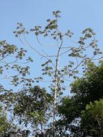 Fahrt auf den Fluss Cuyabeno 