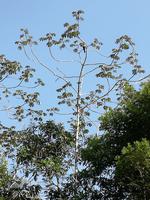 Fahrt auf den Fluss Cuyabeno 