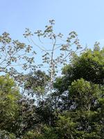 Fahrt auf den Fluss Cuyabeno 