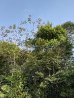 Fahrt auf den Fluss Cuyabeno 