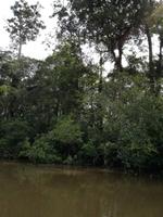 Fahrt auf den Fluss Cuyabeno 