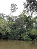 Fahrt auf den Fluss Cuyabeno 