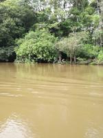 Fahrt auf den Fluss Cuyabeno 