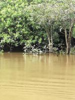 Fahrt auf den Fluss Cuyabeno 