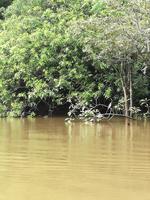 Fahrt auf den Fluss Cuyabeno 