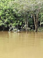 Fahrt auf den Fluss Cuyabeno 