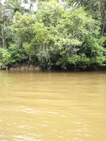 Fahrt auf den Fluss Cuyabeno 