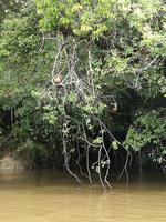 Fahrt auf den Fluss Cuyabeno 